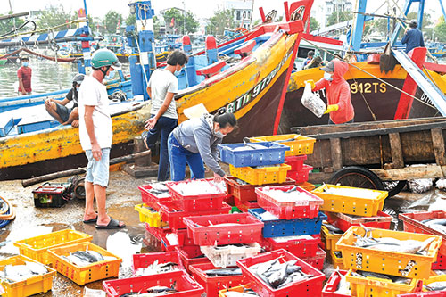 Bình Thuận: Vùng biển dân đánh bắt được toàn cá ngon, gặp thời buổi dịch Covid-19 hoành hành dân bán rẻ chưa từng có  - Ảnh 1.