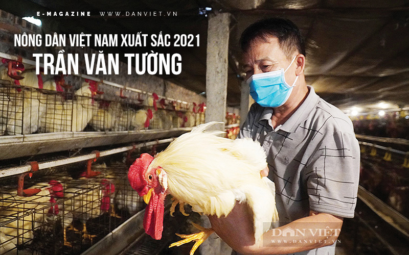 Chuyện về nông dân đô thị nuôi 13.000 gà đẻ trứng ở đất Từ Sơn, tỉnh Bắc Ninh