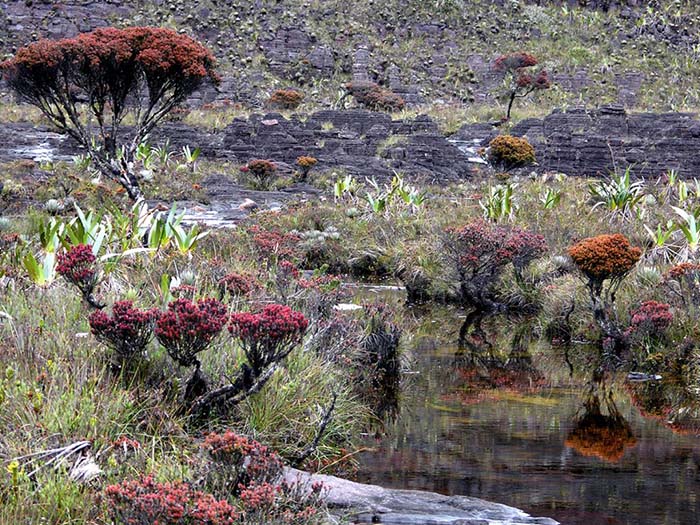 Du lịch Venezuela: Trekking lên đỉnh “thế giới đã mất” của các Thần linh - Ảnh 2.