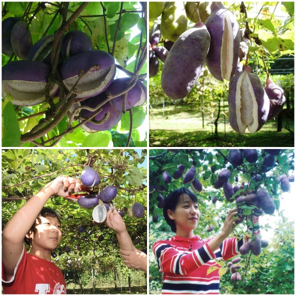 Giống nho kỳ lạ: Lúc trên cây thì giống xoài, lấy dao xẻ ra bên trong ruột lại như...chuối - Ảnh 3.