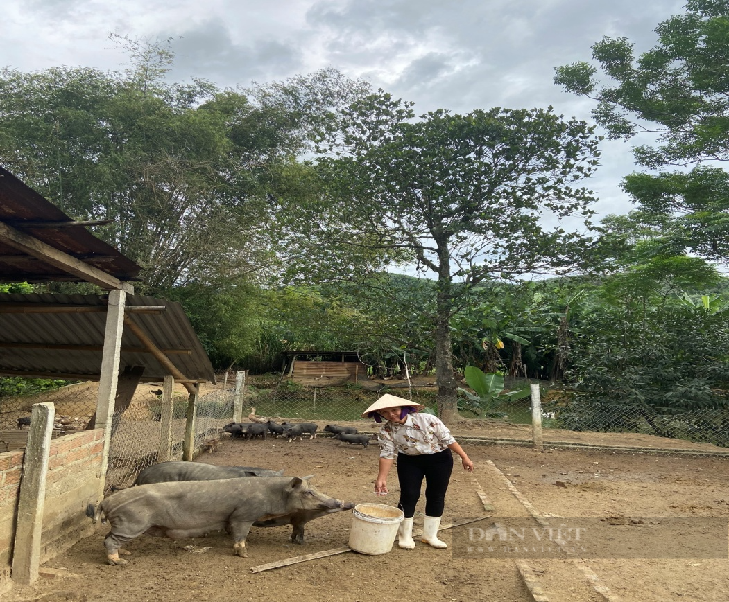 Quảng Nam: Gương sáng nữ nông dân miền núi mạnh dạn chăn nuôi lợn và vươn lên thành nông dân sản xuất giỏi - Ảnh 1.