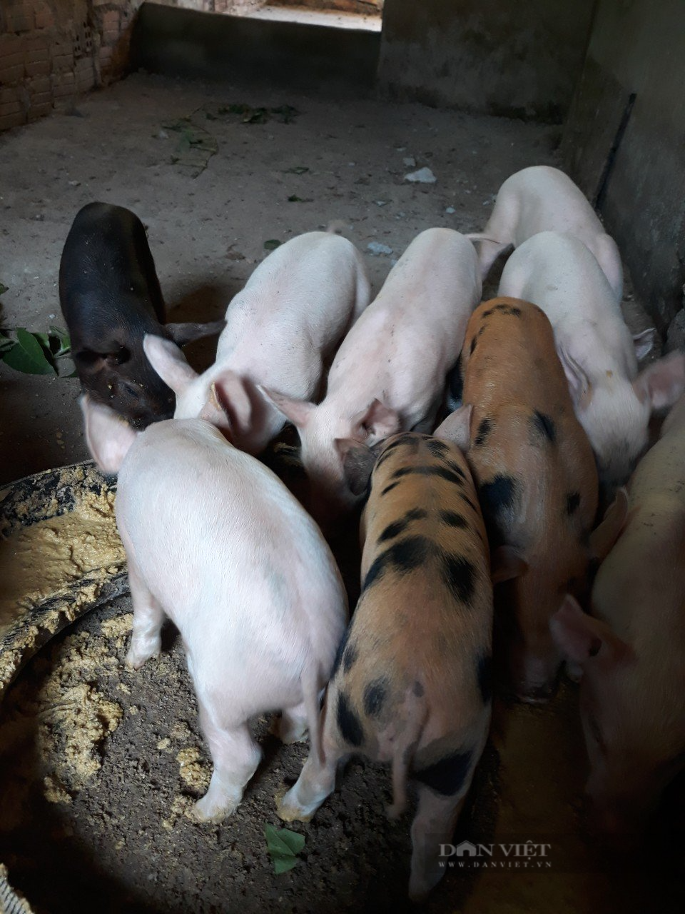 Quảng Nam: Gương sáng nữ nông dân miền núi mạnh dạn chăn nuôi lợn và vươn lên thành nông dân sản xuất giỏi - Ảnh 2.