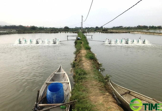 Tôm &quot;sống khỏe&quot; chống chọi sức &quot;tấn công&quot; của nắng nóng  - Ảnh 3.