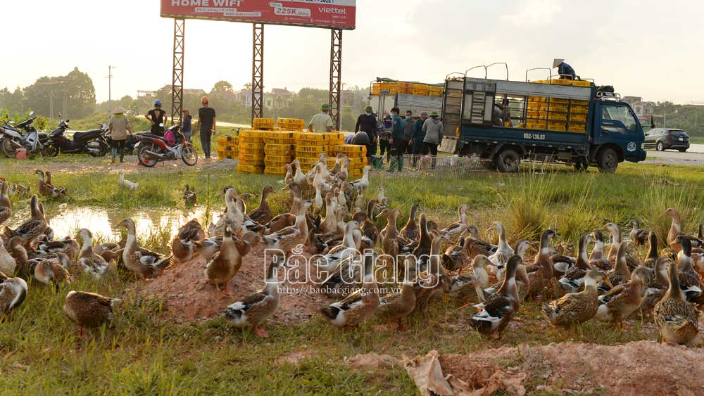 Bắc Giang: Vịt khoang là giống vịt gì nuôi ra bán rõ đắt nhưng thương lái Lạng Sơn vẫn mua hết sạch? - Ảnh 2.