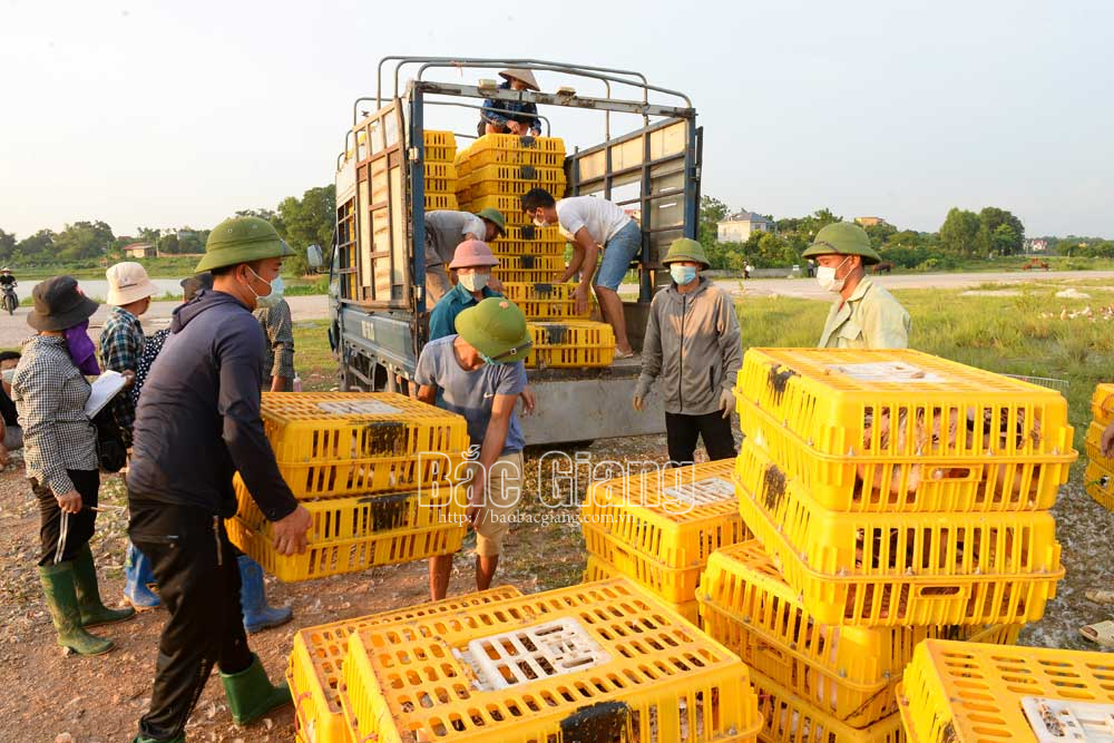 Bắc Giang: Vịt khoang là giống vịt gì nuôi ra bán rõ đắt nhưng thương lái Lạng Sơn vẫn mua hết sạch? - Ảnh 1.