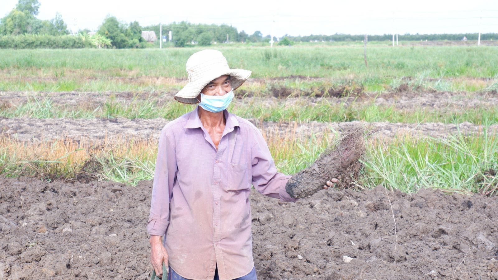 Long An: Vùng đất dân trồng thứ cây dây leo lung tung, cuốc lên toàn củ to bự, giữa mùa dịch lại bán trúng giá - Ảnh 1.