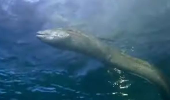 Các nhà khoa học tiết lộ sự thật về Quái vật hồ Loch Ness  - Ảnh 4.