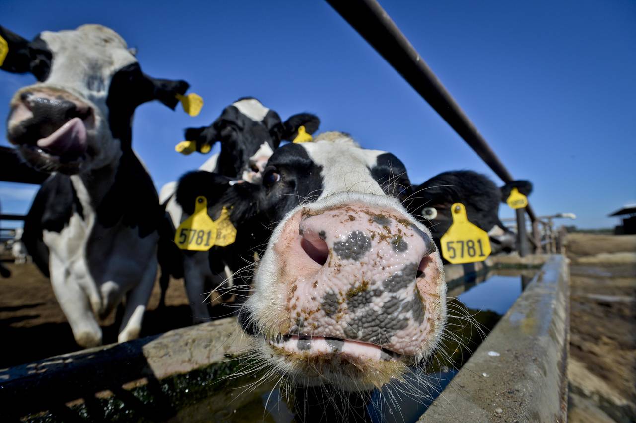 Trang trại bò sữa Mỹ lao đao khi giá thức ăn chăn nuôi tăng vọt, nguyên nhân một phần do Trung Quốc - Ảnh 1.