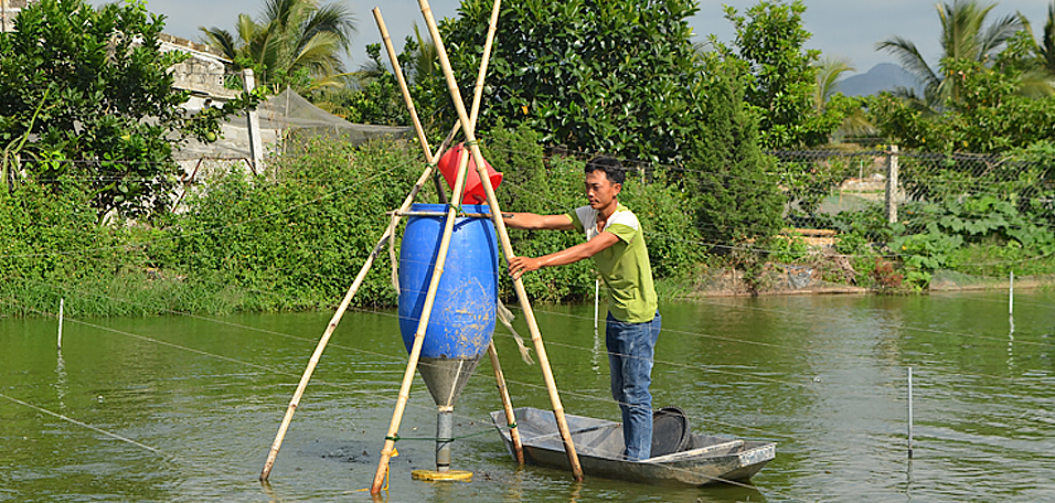 Nam Định: Nuôi loài cá đặc sản ăn được cả thịt lẫn xương, có bao nhiêu thương lái “ôm” hết - Ảnh 1.