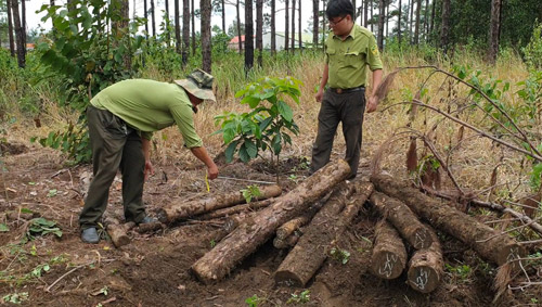 Lâm Đồng: Đề nghị điều tra vụ chống đối, hành hung cán bộ tuần tra, bảo vệ rừng - Ảnh 1.