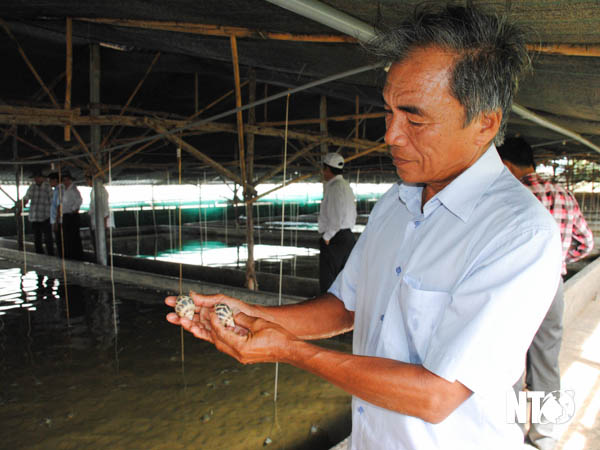 Ninh Thuận: Nuôi ốc hương trong bể xi măng, thò tay xuống là bắt được cá đống, cứ bán mỗi kg lãi 100.000 đồng - Ảnh 1.