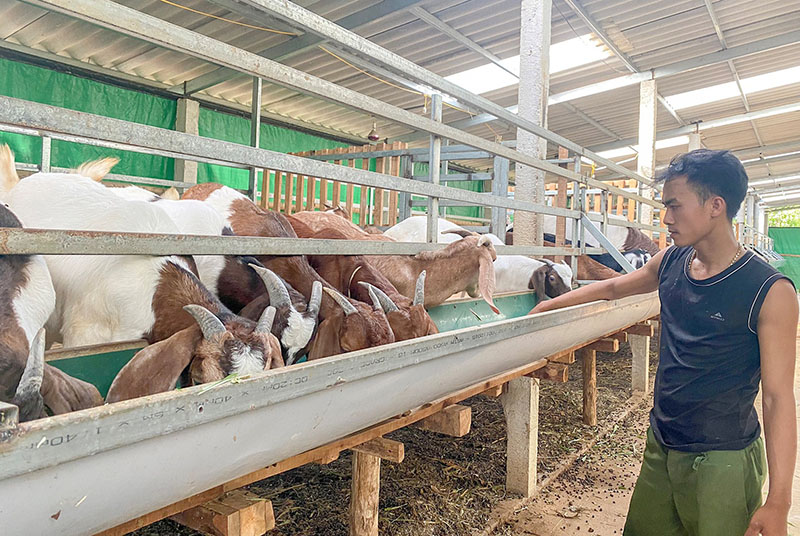 Tạo lập mô hình Trang trại nuôi dê thịt lớn nhất Ninh Thuận  Vinh Hạnh Food