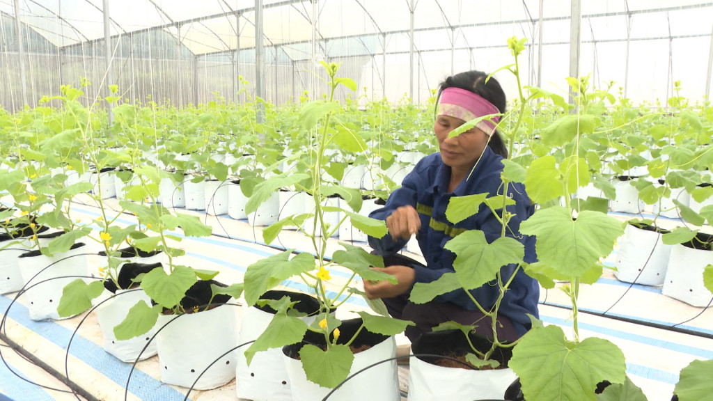  Chuyển đổi số giúp một doanh nghiệp trồng dưa lưới ở Quảng Ninh lãi hơn 3 tỷ/năm - Ảnh 1.