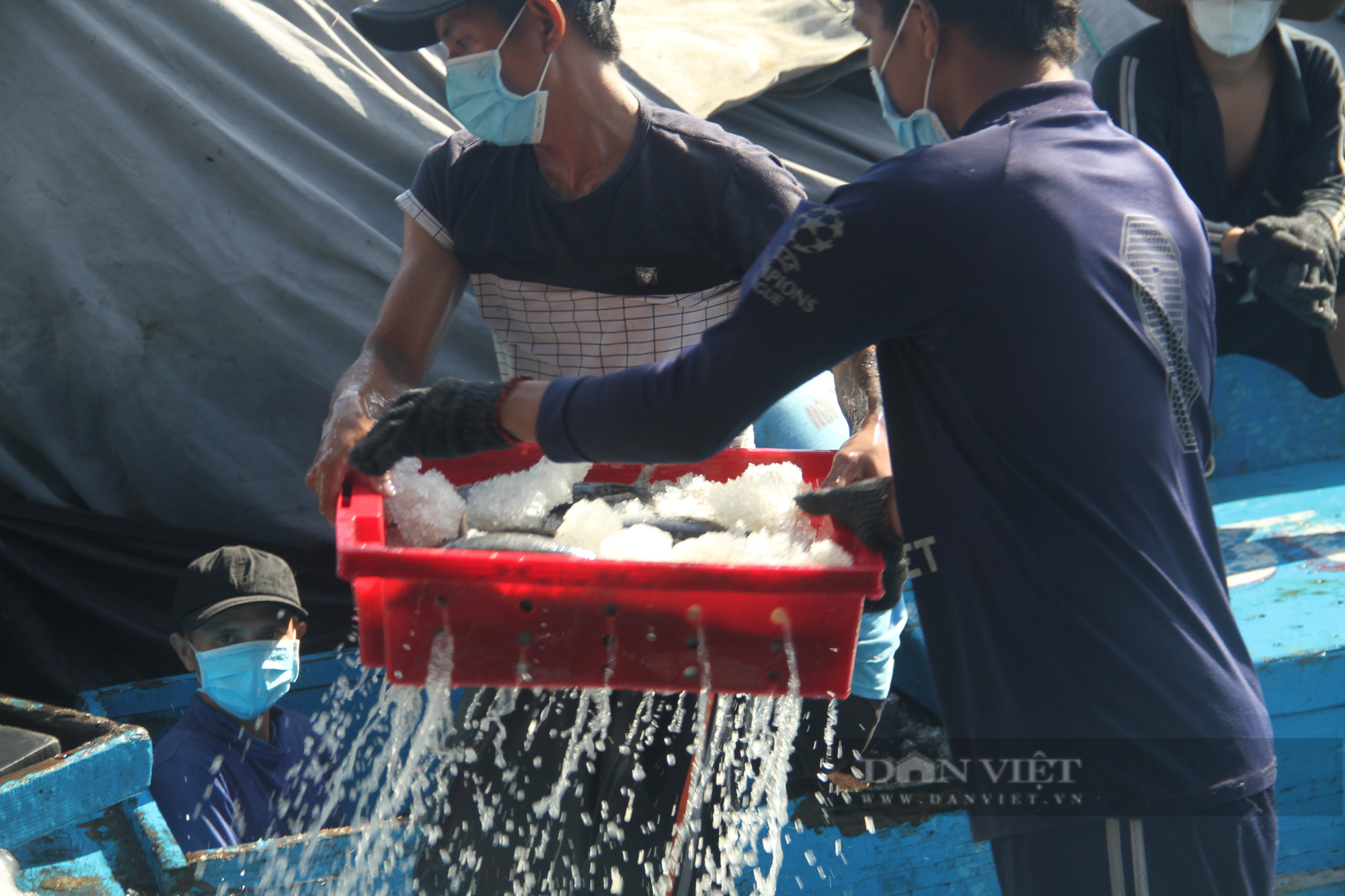 Ngư dân Bình Định “trúng đậm” mẻ cá ngừ sọc dưa, mỗi tàu chở hàng chục tấn cá vào bờ - Ảnh 6.