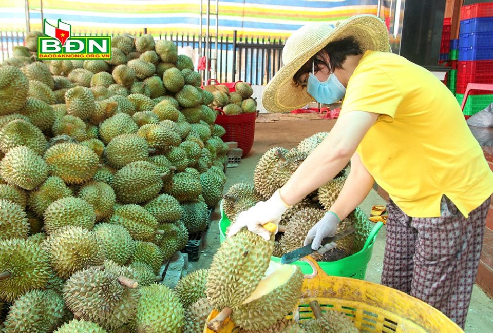 Đắk Nông: Vì sao giữa lúc bùng phát dịch Covid-19 mà 1 HTX vẫn chốt được đơn bán sầu riêng với giá 52.000-55.000 đồng/kg? - Ảnh 1.