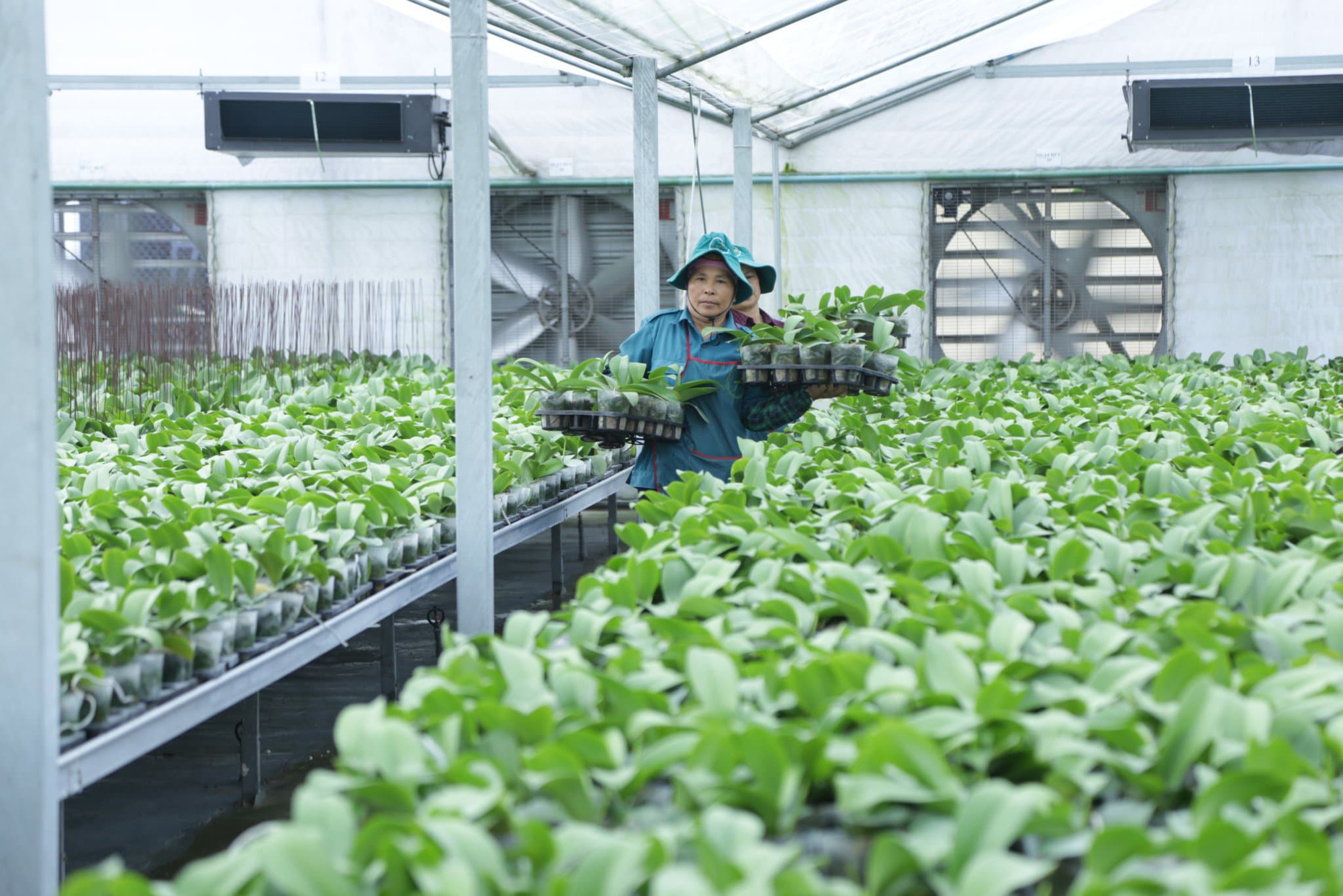 KH&CN góp phần đưa Việt Nam lọt top 15 xuất khẩu nông sản lớn trên thế giới - Ảnh 1.