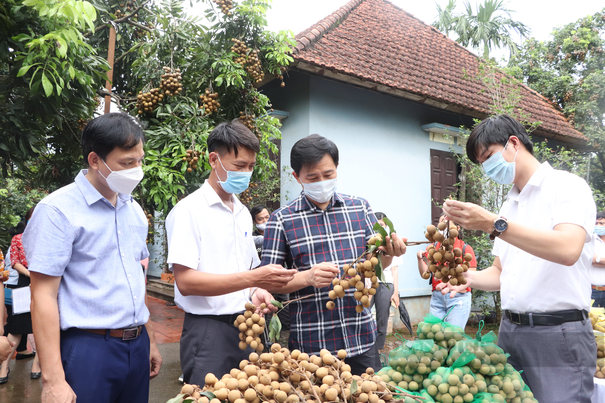 Hà Nội giãn cách xã hội: Hội Nông dân kết nối tiêu thụ hơn 400 tấn rau củ, 150 tấn nhãn - Ảnh 1.