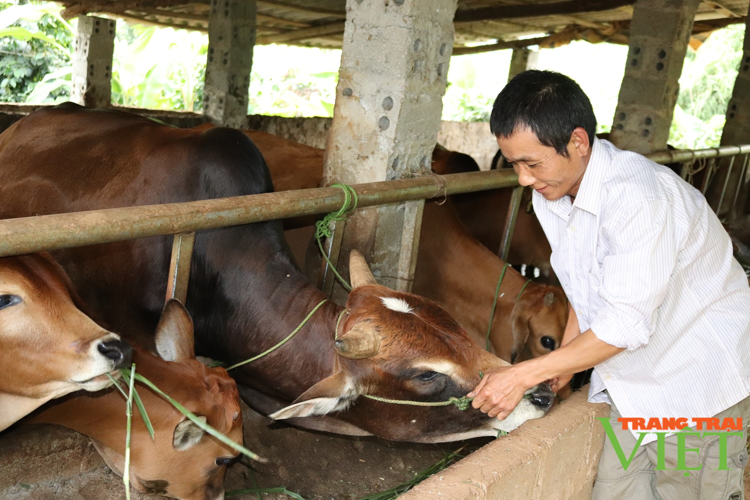 Thuận Châu chú trọng phát triển chăn nuôi bền vững - Ảnh 1.