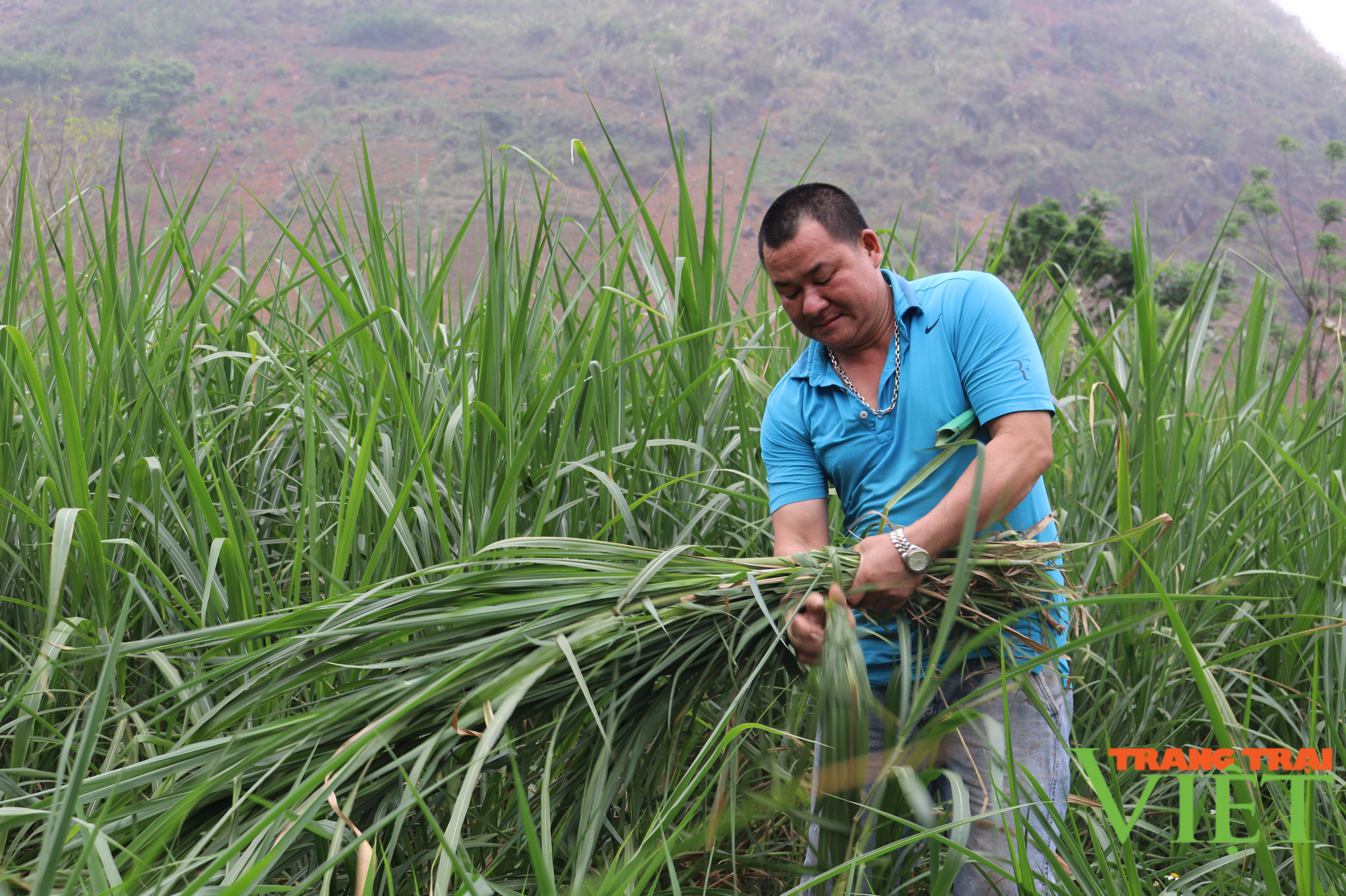 Thuận Châu chú trọng phát triển chăn nuôi bền vững - Ảnh 4.