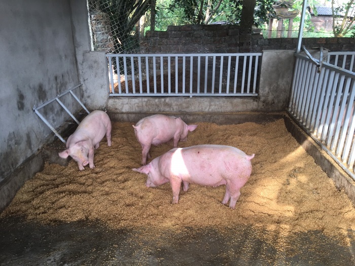 Kỹ thuật chăn nuôi lợn thịt sạch bằng men ủ vi sinh  Khoa học ứng dụng   Vietnam VietnamPlus