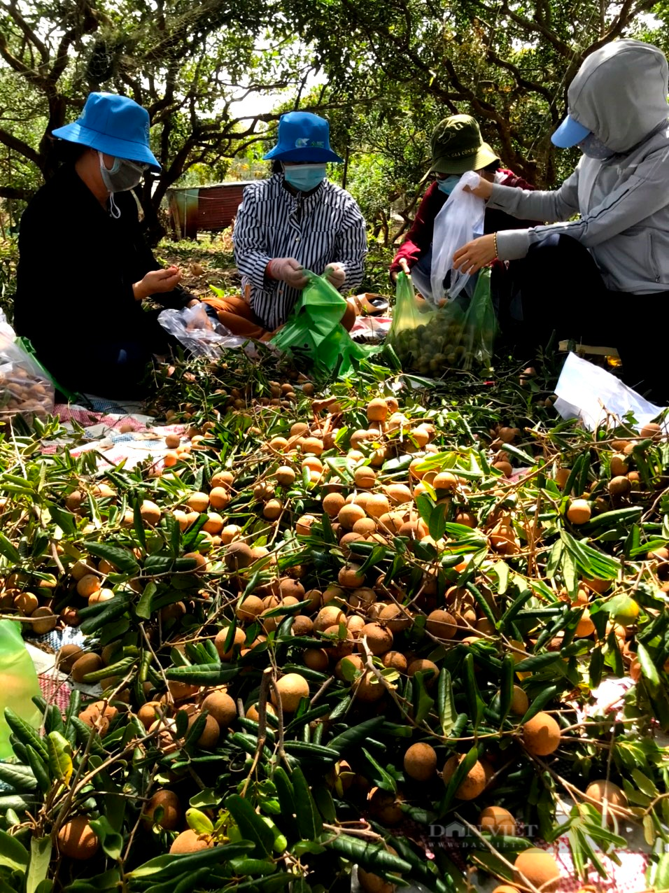 Bà Rịa – Vũng Tàu: Chợ này bán đắt ra sao mà 7.000 nông dân sẽ đổ bộ vào bán nông sản - Ảnh 3.