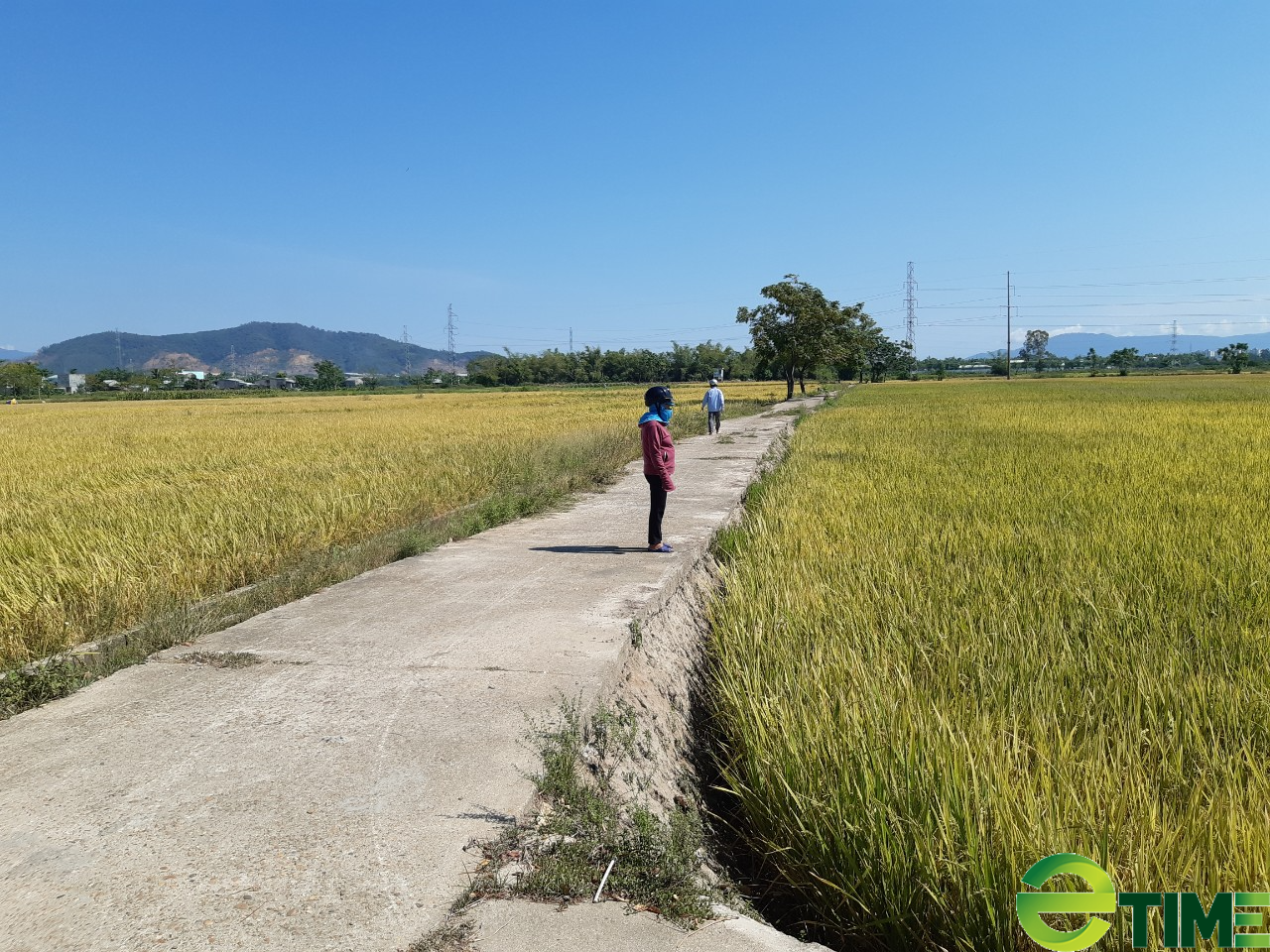 Đà Nẵng tháo gỡ khó khăn cho nông dân ra đồng thu hoạch rau màu  - Ảnh 2.