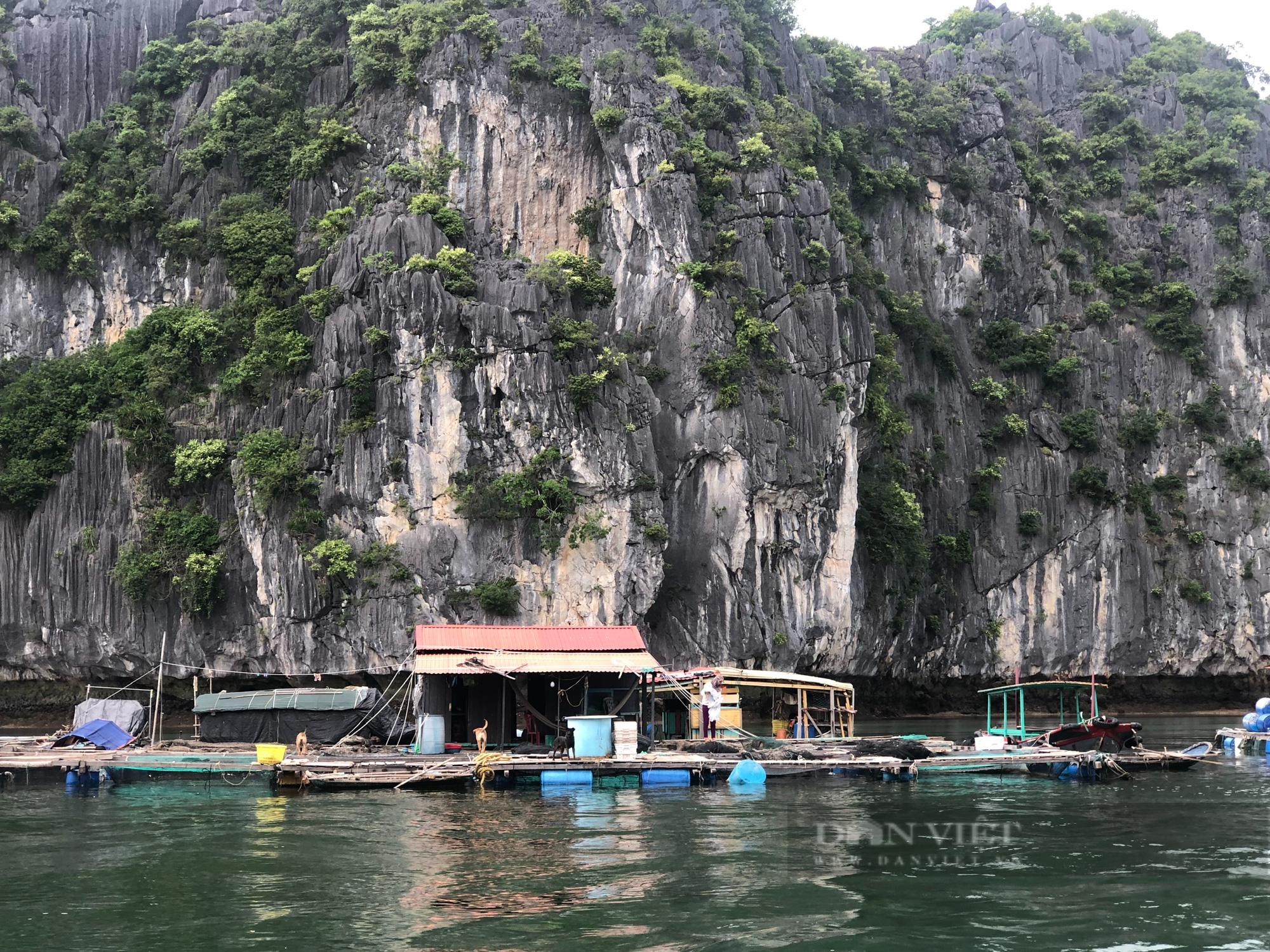 Hải Phòng: 40 chủ hộ nuôi trồng thủy sản tại Cát Hải cam kết tháo dỡ lồng bè  - Ảnh 6.