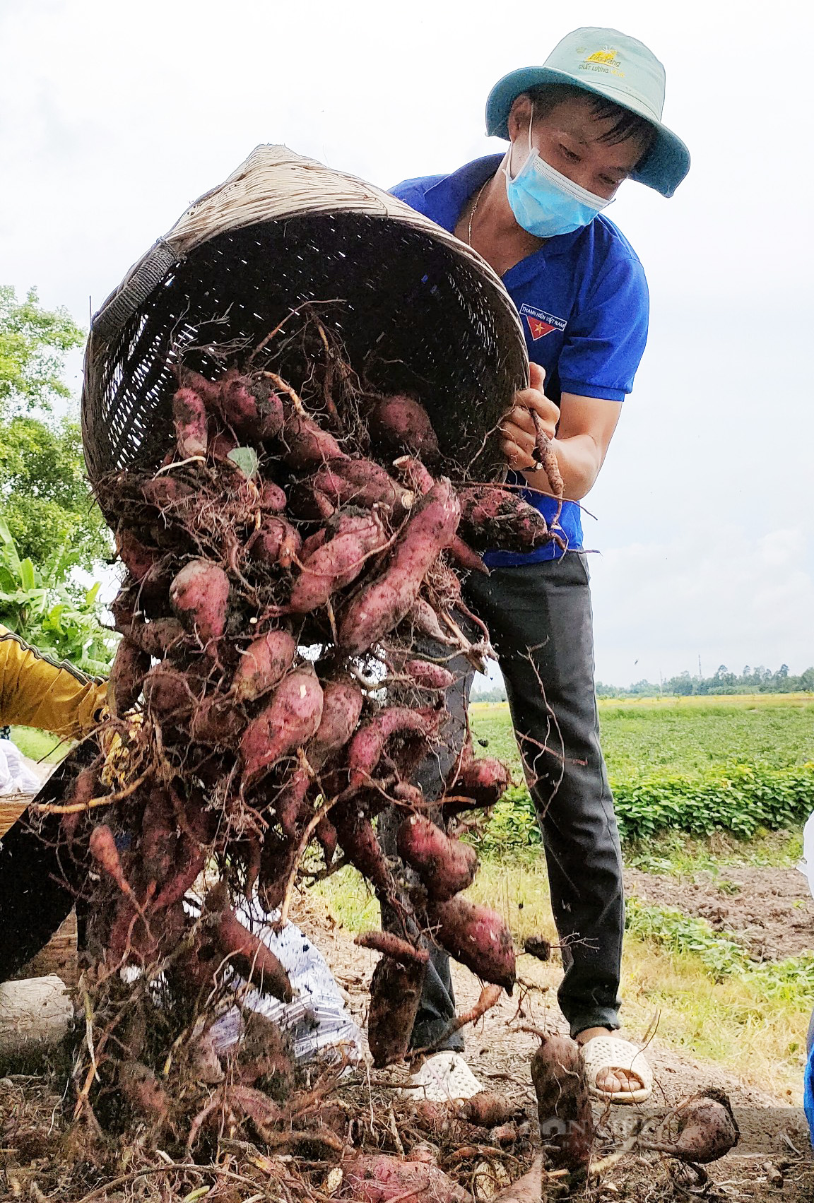 Kiên Giang: Áo xanh tình nguyện xuống đồng - ra phố giúp nông dân tiêu thụ nông sản - Ảnh 2.