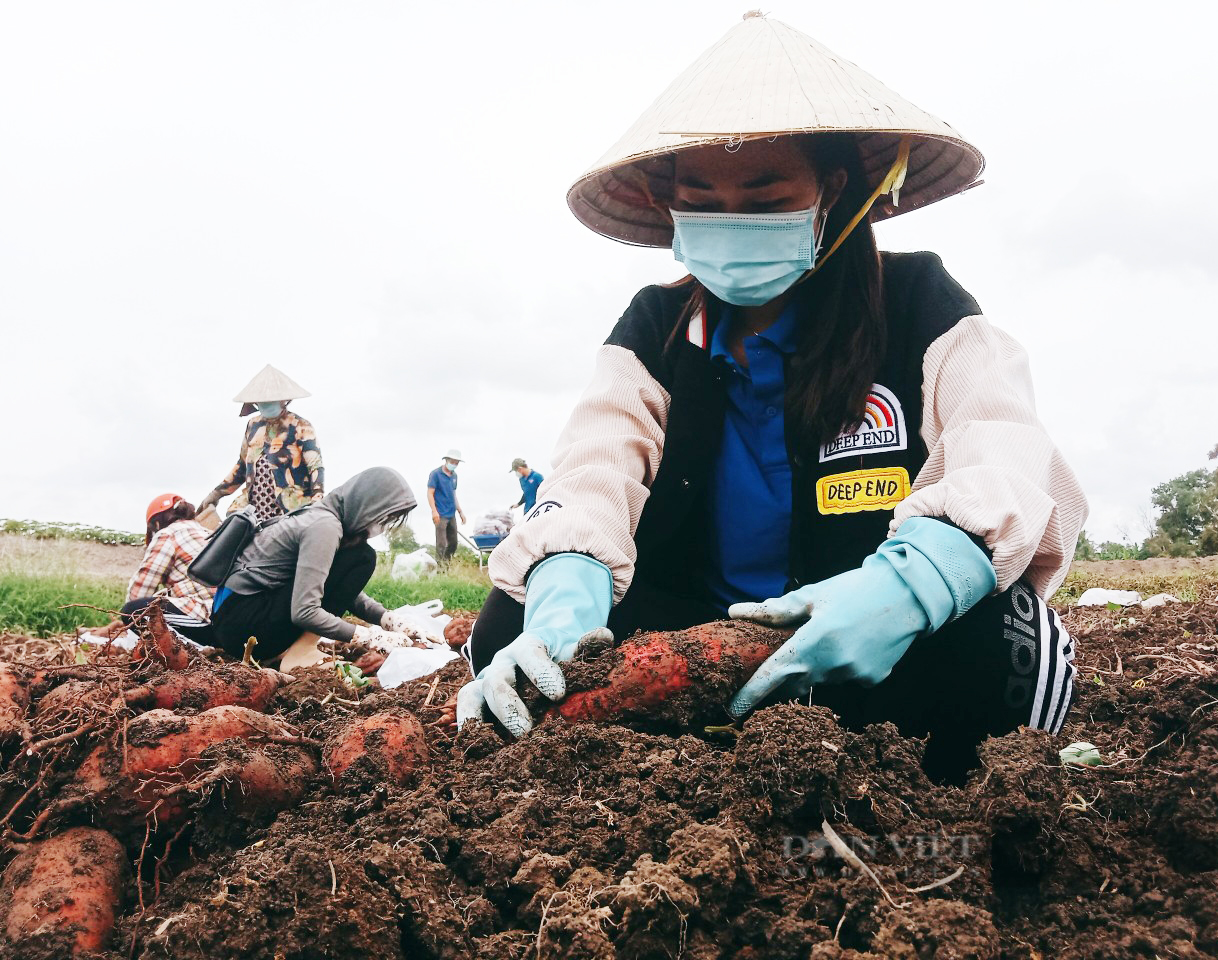 Kiên Giang: Áo xanh tình nguyện xuống đồng - ra phố giúp nông dân tiêu thụ nông sản - Ảnh 4.