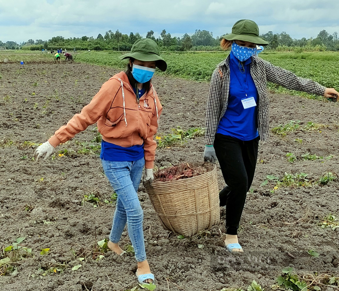 Kiên Giang: Áo xanh tình nguyện xuống đồng - ra phố giúp nông dân tiêu thụ nông sản - Ảnh 5.