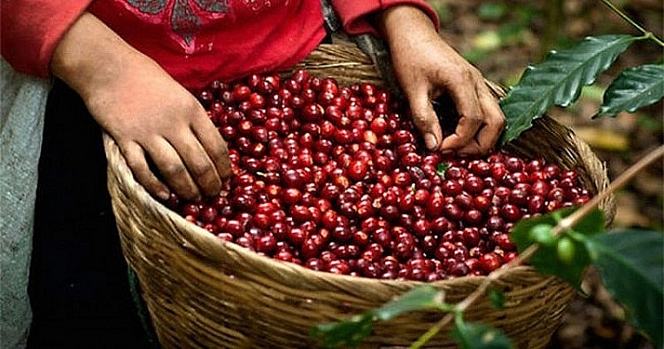 Giá nông sản hôm nay 25/8: Cà phê vượt mốc 39.000 đồng/kg; giá tiêu ổn định - Ảnh 1.