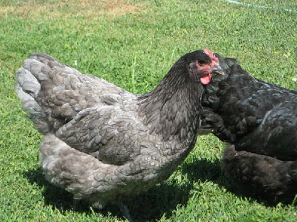 Giống gà thuần chủng siêu to khổng lồ nhất thế giới, nhìn quả trứng gà cứ ngỡ là...trứng ngỗng - Ảnh 6.