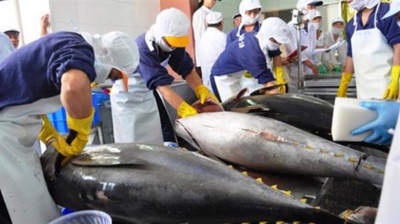 Xuất khẩu cá ngừ tăng chậm lại ở các thị trường trọng điểm, DN đang nỗ lực tìm hướng mới  - Ảnh 1.