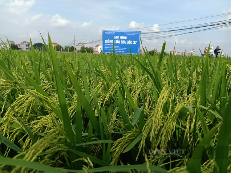 Hải Dương: Giống lúa ngắn ngày kết hợp cơ giới hóa đồng bộ cho hiệu quả cao, bà con rất phấn khởi  - Ảnh 1.