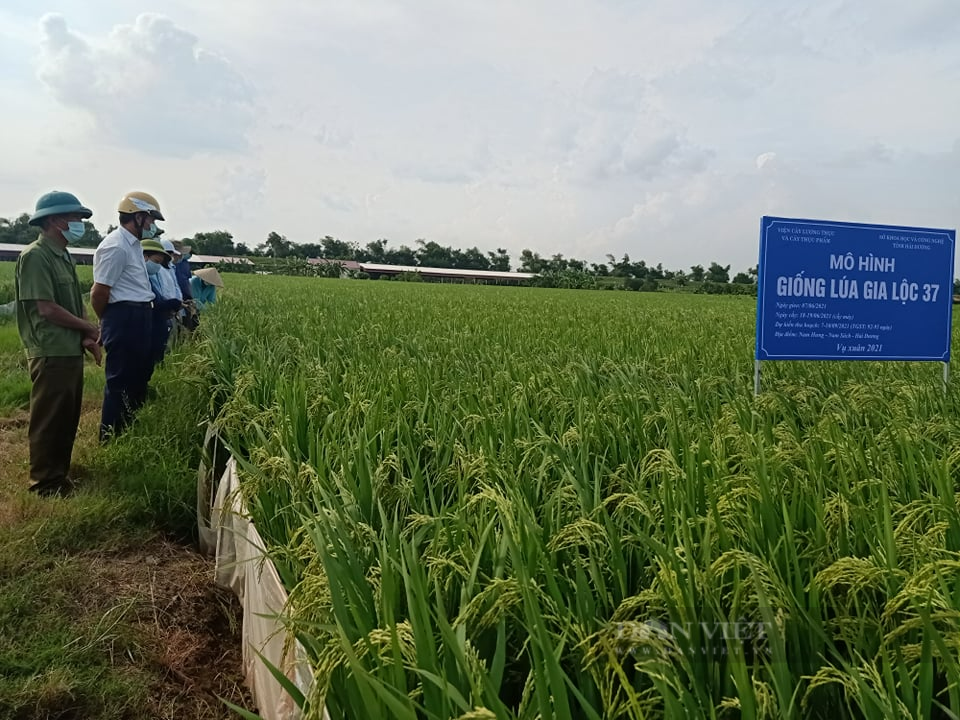 Lãnh đạo Sở Khoa học và Công nghệ Hải Dương cùng lãnh đạo Phòng Nông nghiệp PTNN huyện Nam Sách và bà con nông dân đi thăm lúa tại thôn Trần Xã. (Ảnh: Thi Ngọc)