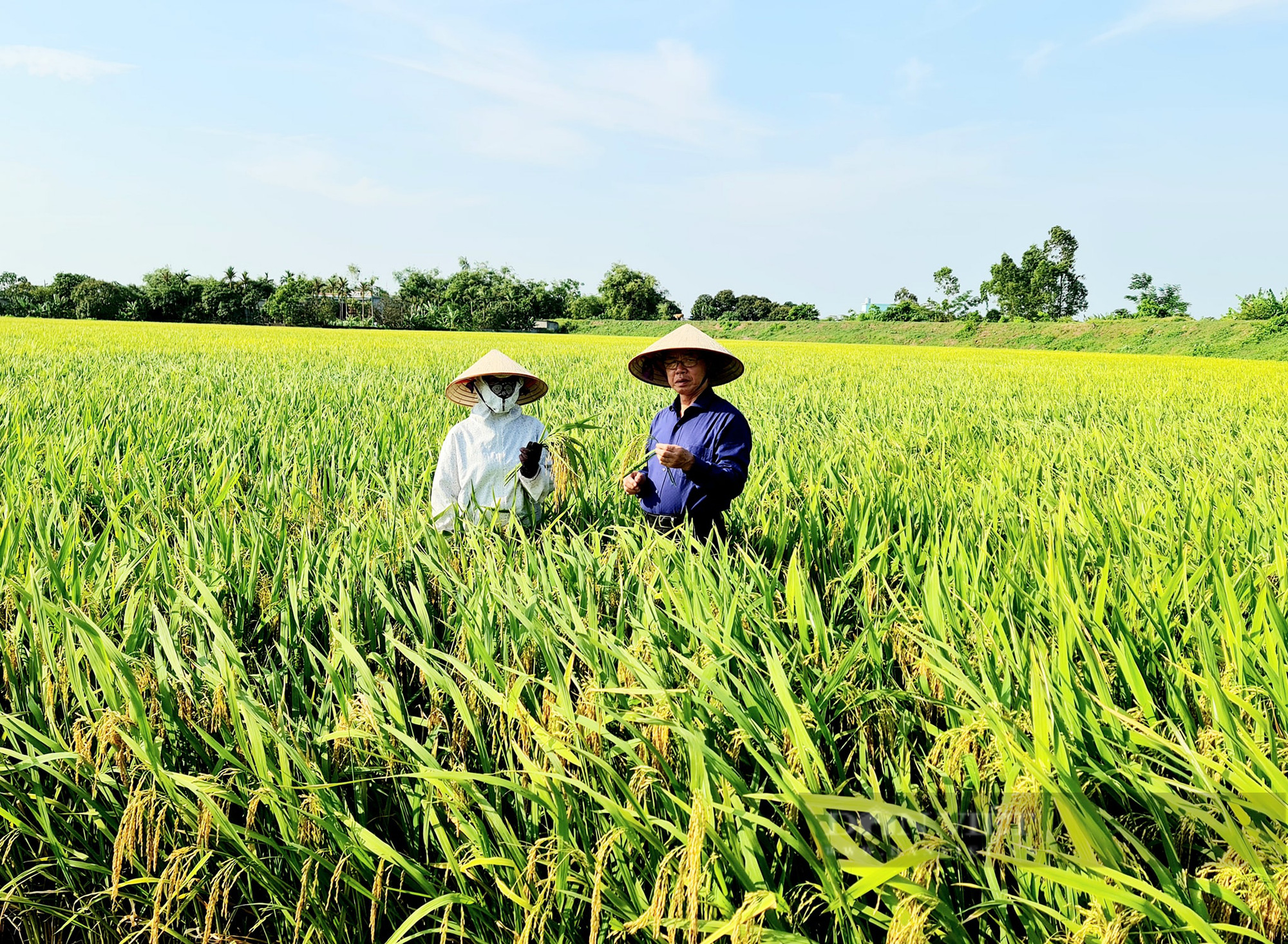 ThaiBinh Seed đạt giải nhất Dự án “Sản xuất lúa bền vững và giảm phát thải khí nhà kính” - Ảnh 5.