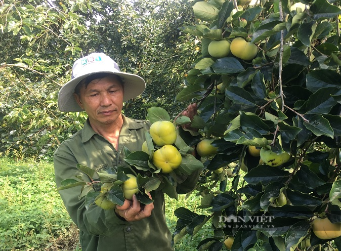 Sơn La: Giữa mùa dịch Covid-19 diễn biến phức tạp, hồng giòn bán cháy hàng nông dân vô cùng phấn khởi - Ảnh 1.