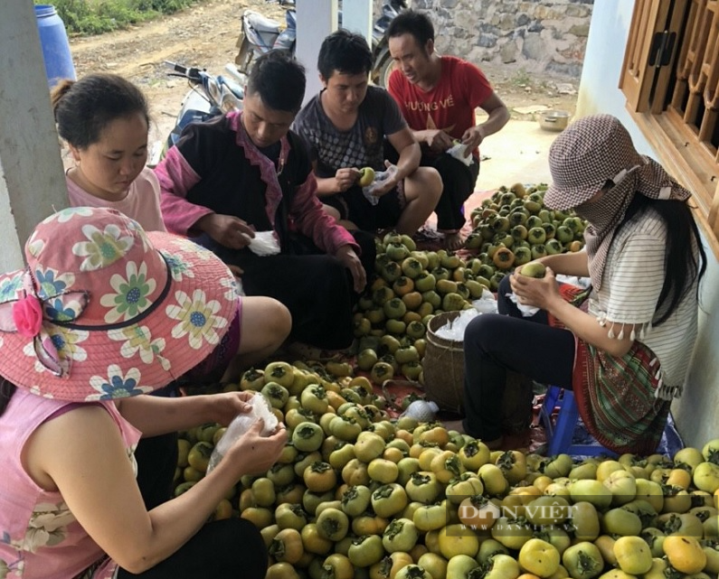 Sơn La: Giữa mùa dịch Covid-19 diễn biến phức tạp, hồng giòn bán cháy hàng nông dân vô cùng phấn khởi - Ảnh 3.