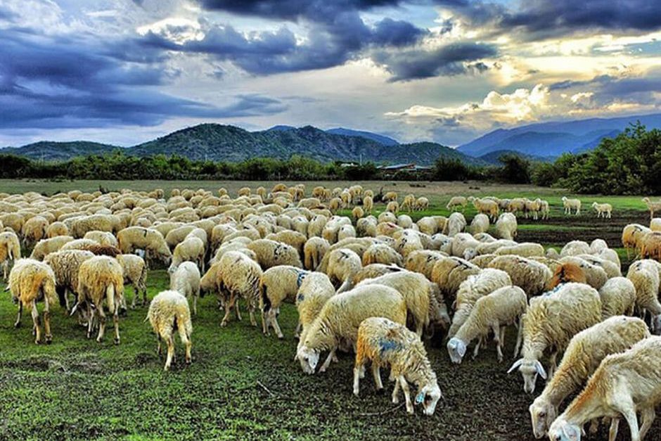 Số hóa nông nghiệp ở Trung Quốc: Trang trại lắp camrera kết nối 5G, cừu được gắn thẻ căn cước - Ảnh 1.