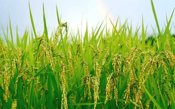 Trung Quốc: Trồng lúa kiểu gì mà 2 tháng đã thu hoạch, đã thế sản lượng là 9,8 tấn/ha - Ảnh 3.