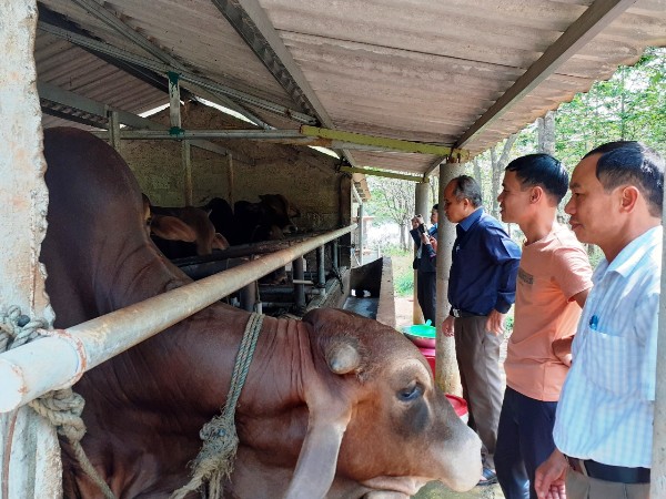 Quảng Trị: Nuôi bò vỗ béo, nuôi cá đặc sản, bắt bán toàn con to bự, anh nông dân giỏi khá giả hẳn lên - Ảnh 1.