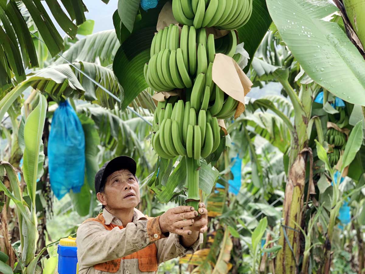 Trung Quốc đột nhiên tạm dừng thu mua loại trái cây này, nông dân Lào Cai, Lai Châu đứng ngồi không yên - Ảnh 1.