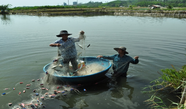 Quảng Ngãi: Lạ mà hay, nuôi ghép tôm - cua- cá trong ao, nhưng cho hiệu quả kinh tế cao - Ảnh 2.