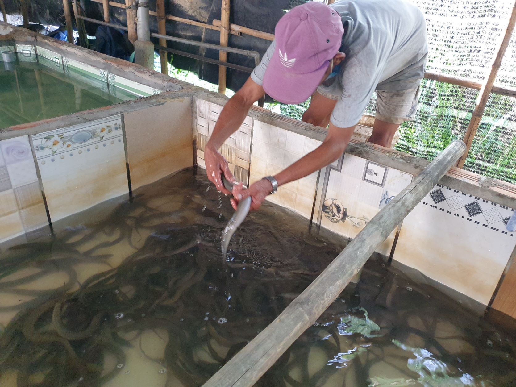 Phú Yên: Nuôi lươn trong bể xi măng, sau 8 tháng bắt bán toàn con to, nhà nông khá giả hẳn lên - Ảnh 1.