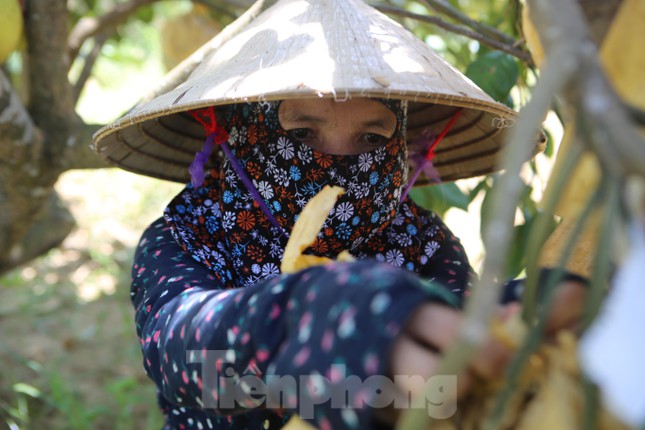 &quot;Đệ nhất danh bưởi&quot; nổi tiếng ở Hà Tĩnh vào vụ thu hoạch - Ảnh 24.