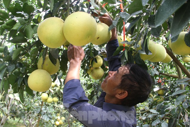 &quot;Đệ nhất danh bưởi&quot; nổi tiếng ở Hà Tĩnh vào vụ thu hoạch - Ảnh 18.