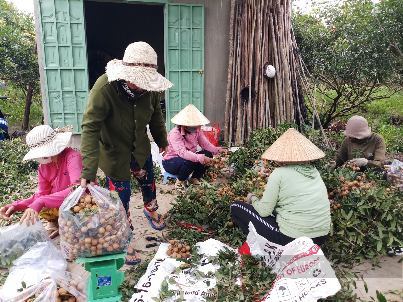 Bà Rịa – Vũng Tàu: Huyện Xuyên Mộc kêu gọi cán bộ công chức hỗ trợ tiêu thụ gần 800 tấn nhãn - Ảnh 2.