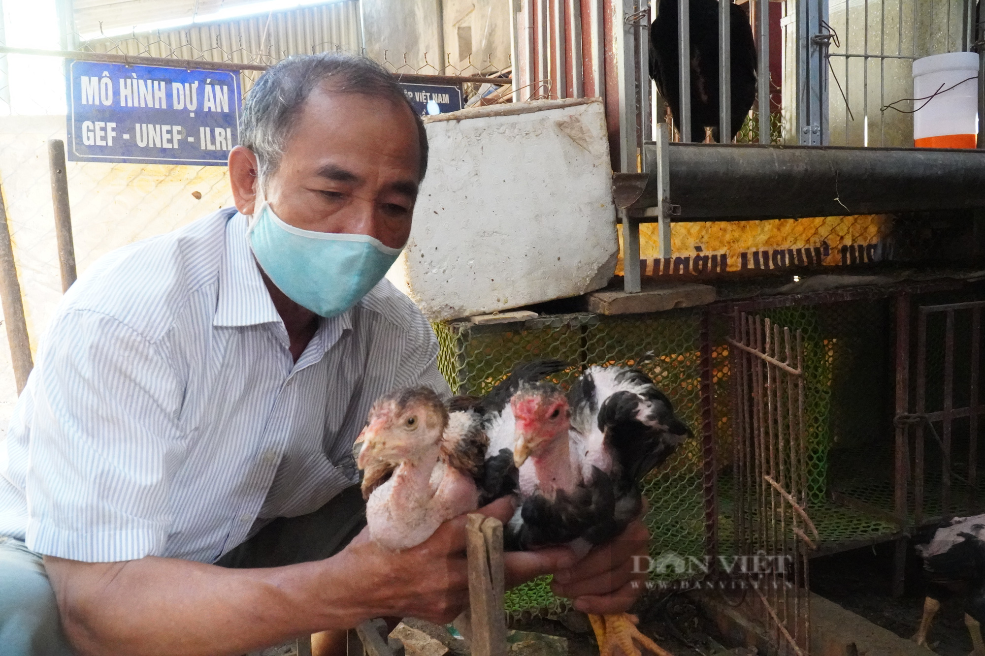 Bắc Ninh: Về Lạc Thổ, nghe chuyện nuôi bảo tồn giống gà Hồ tiến vua quý hiếm - Ảnh 2.