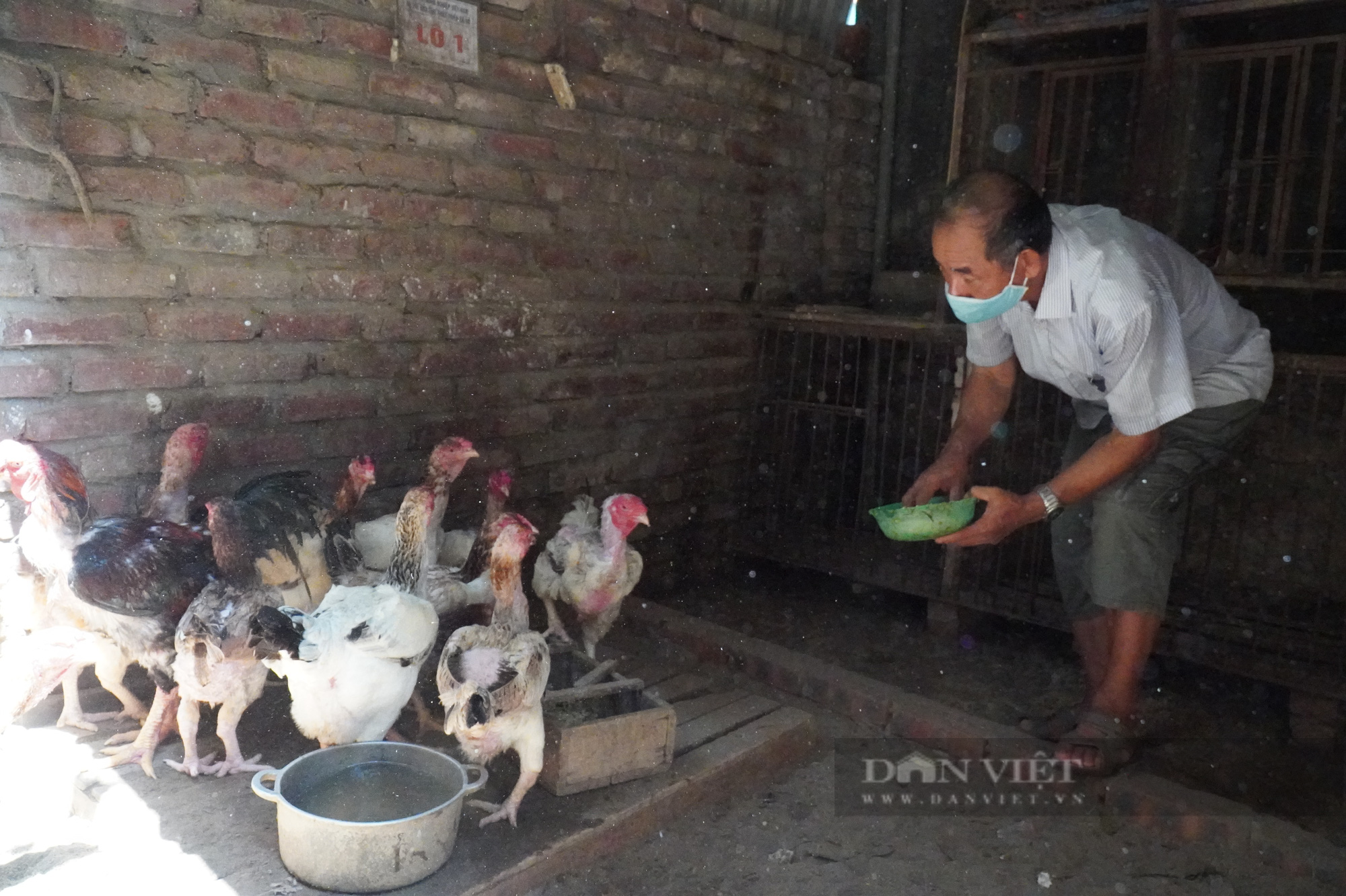Bắc Ninh: Về Lạc Thổ, nghe chuyện nuôi bảo tồn giống gà Hồ tiến vua quý hiếm - Ảnh 11.