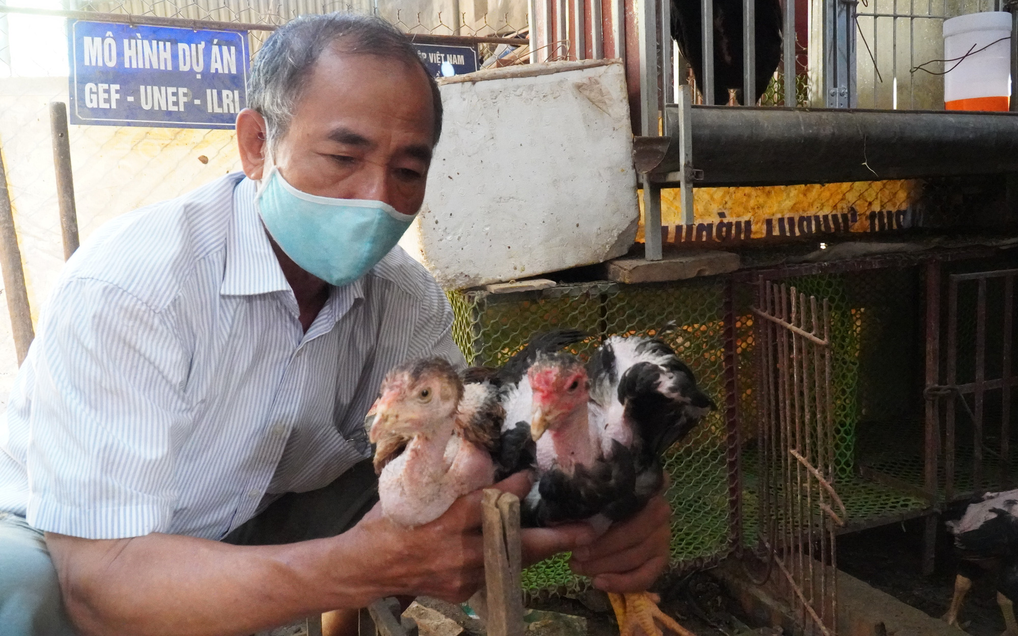 Bắc Ninh: Kỳ công như dân làng Lạc Thổ-hàng trăm năm nuôi gà Hồ từng dùng để &quot;tiến vua&quot;